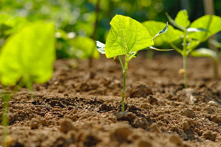 tips to elevate garden